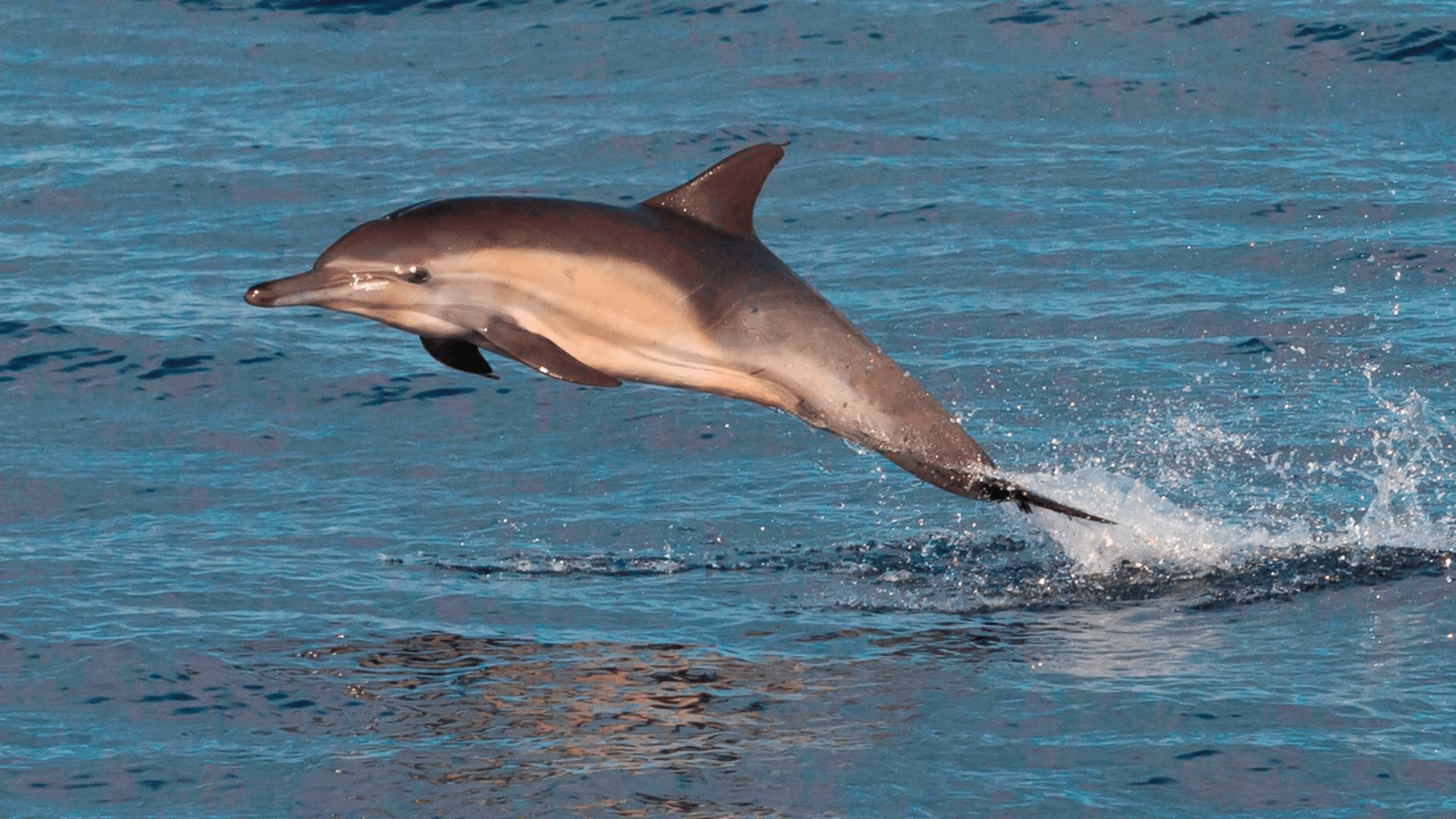 Long-Beaked_Common_Dolphin