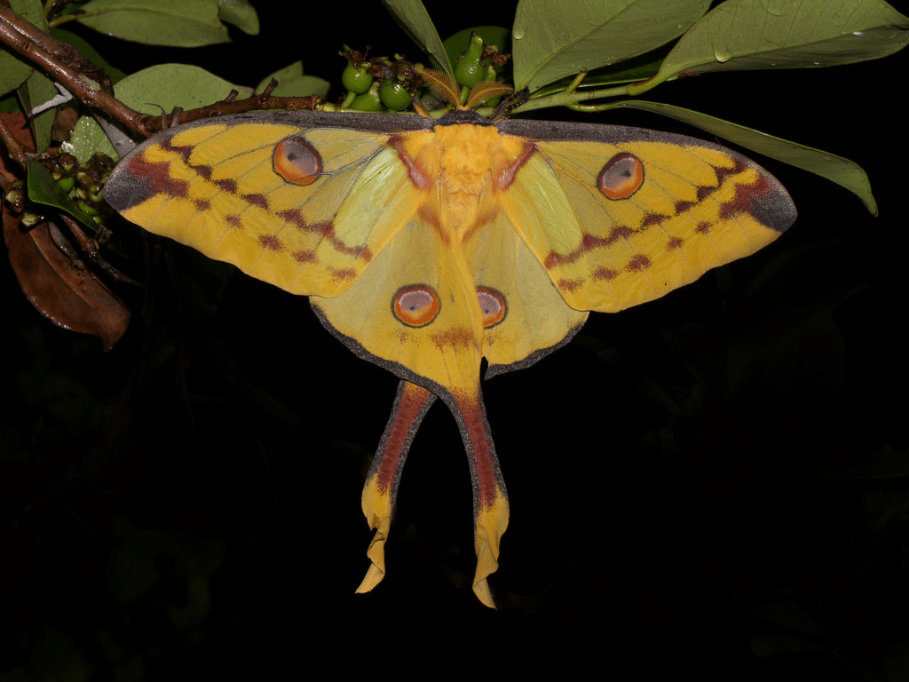 Madagascan_Moon_Moth