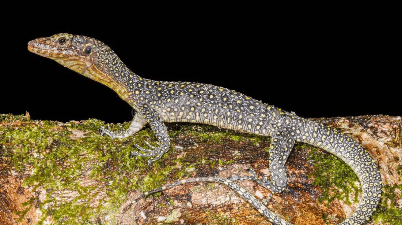 Mangrove_Monitor
