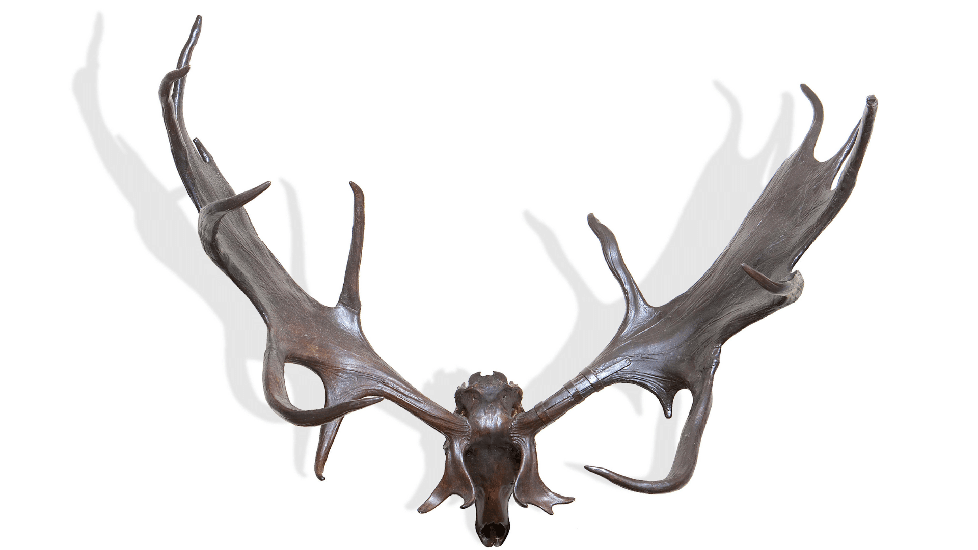 Megaloceros_savini