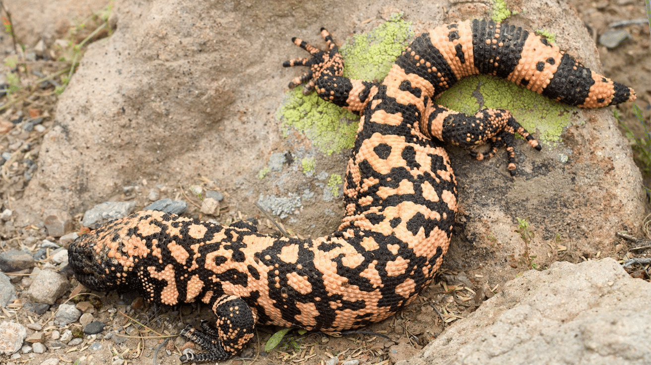 Mexican_Beaded_Lizard