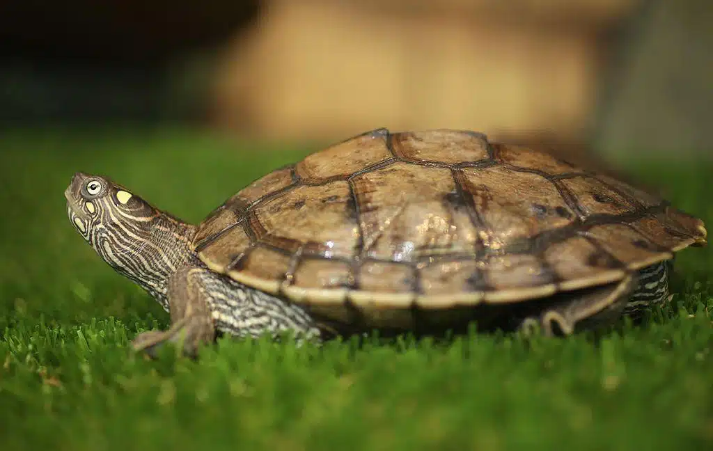 Mississippi_Map_Turtle