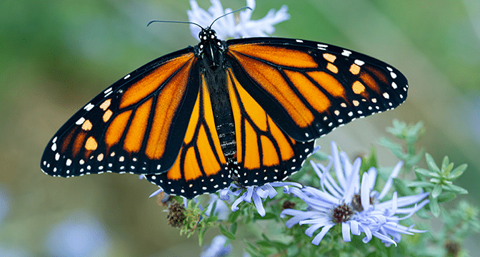 Monarch