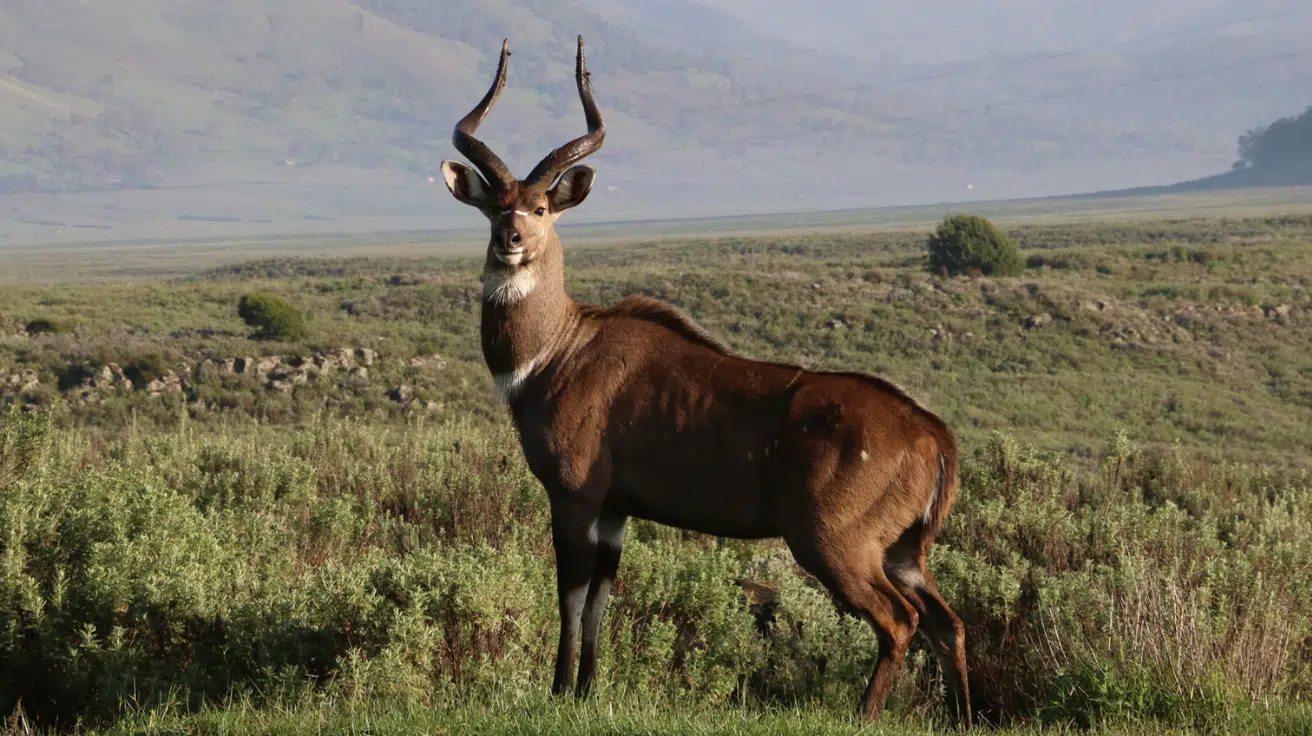 Mountain_Nyala