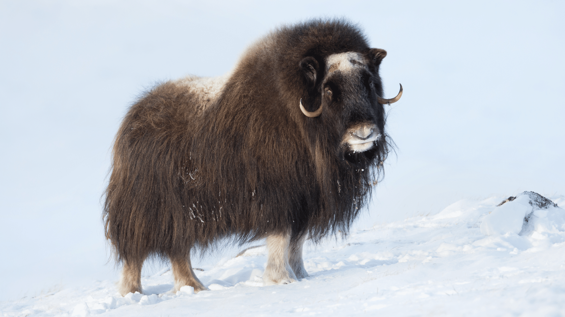 Muskox