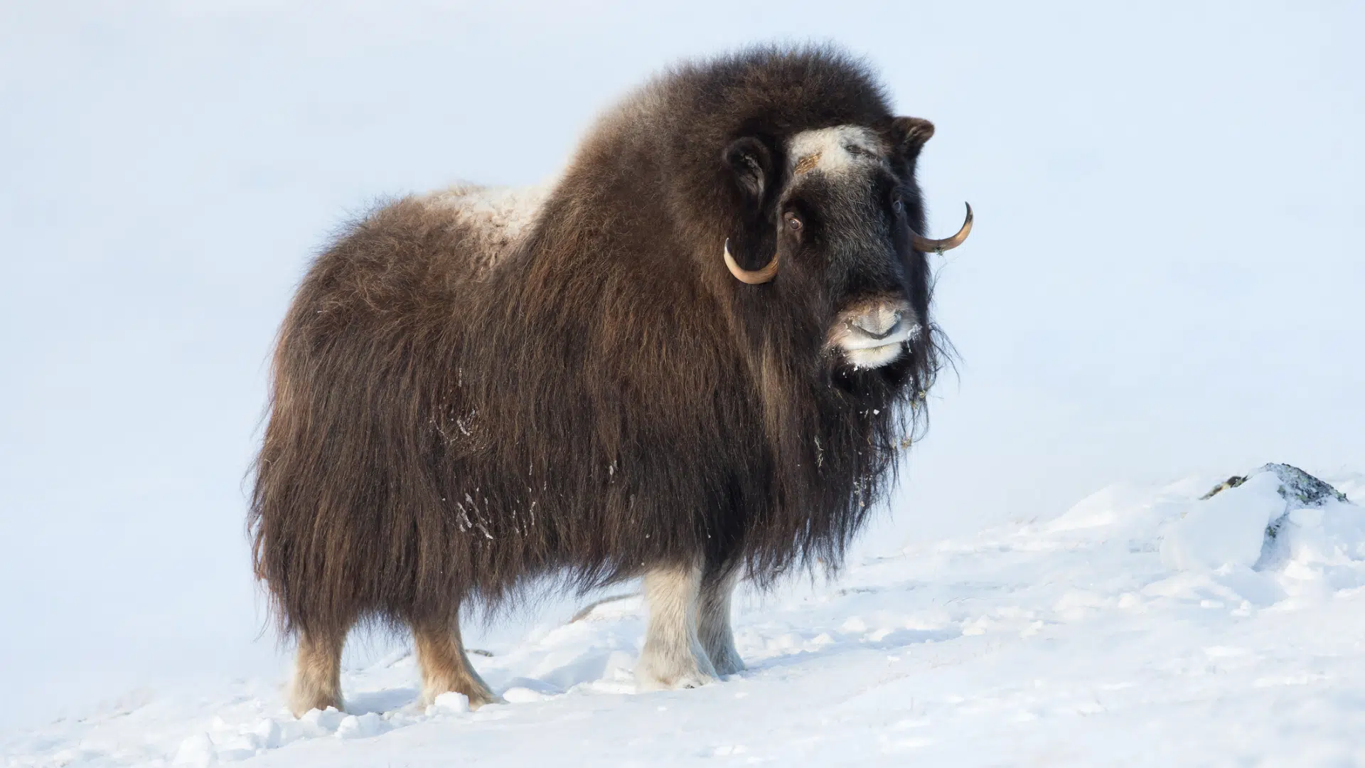 Muskox