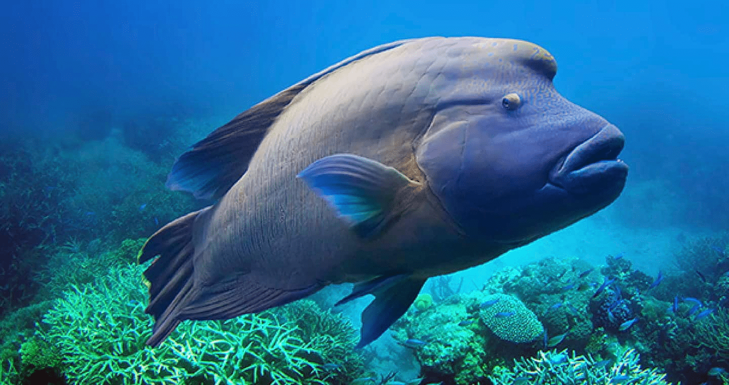 Napoleon_Wrasse