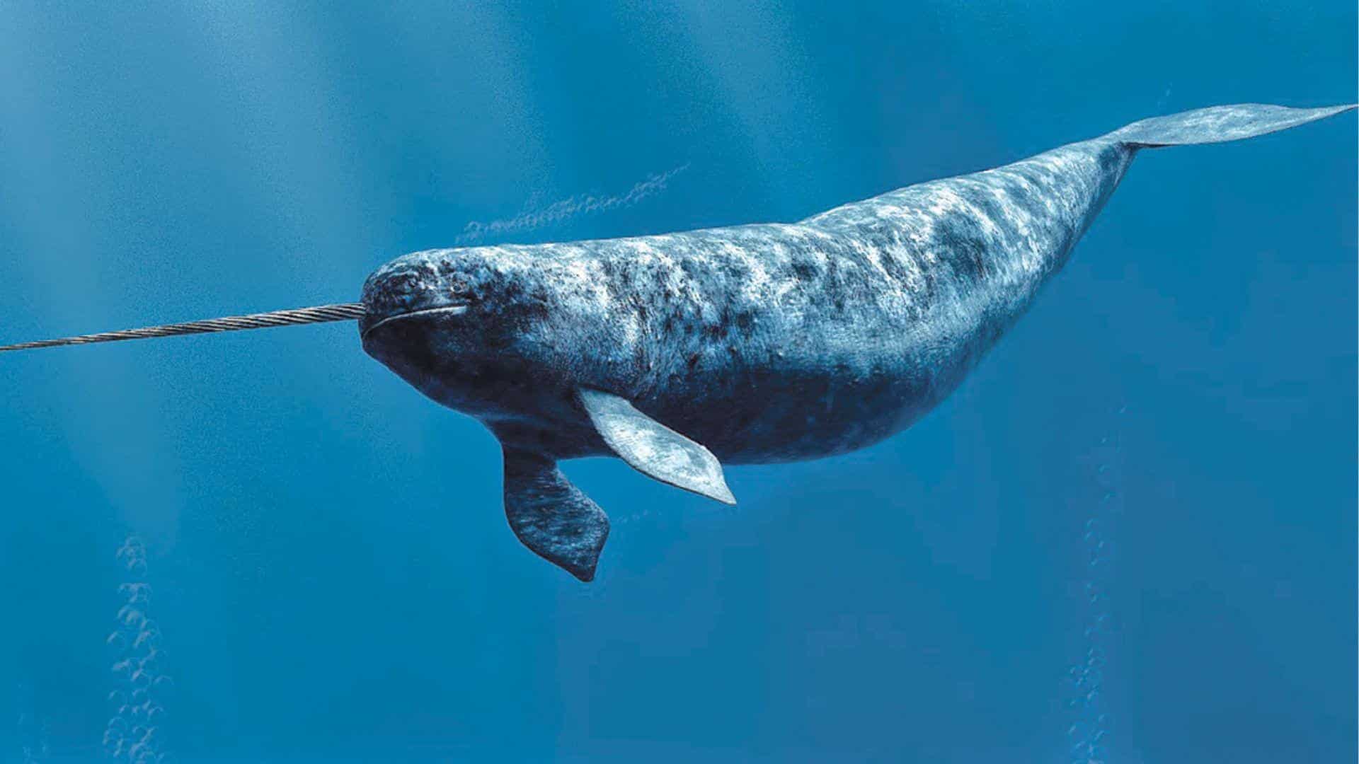 Narwhal