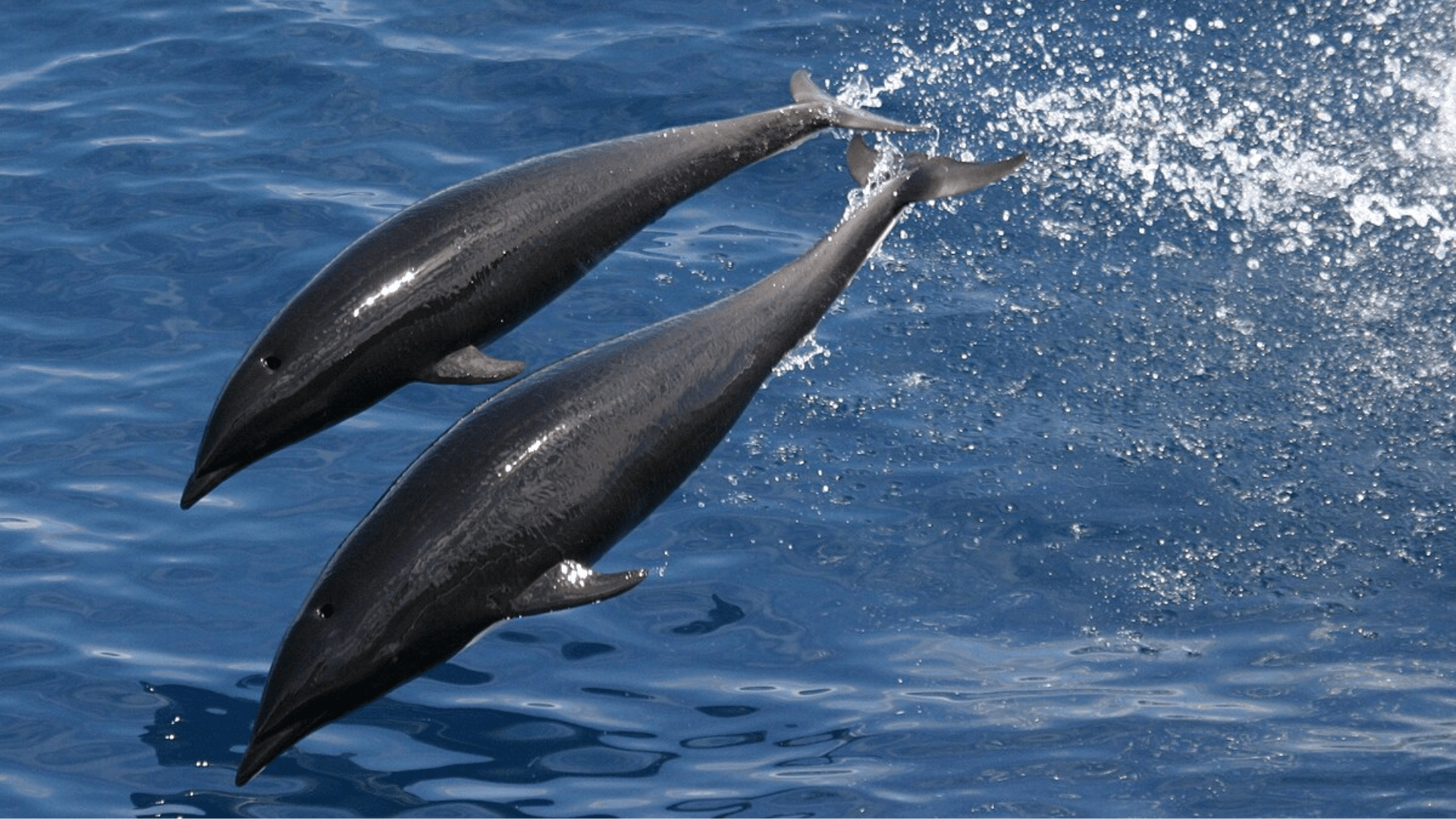 Northern_Right_Whale_Dolphin