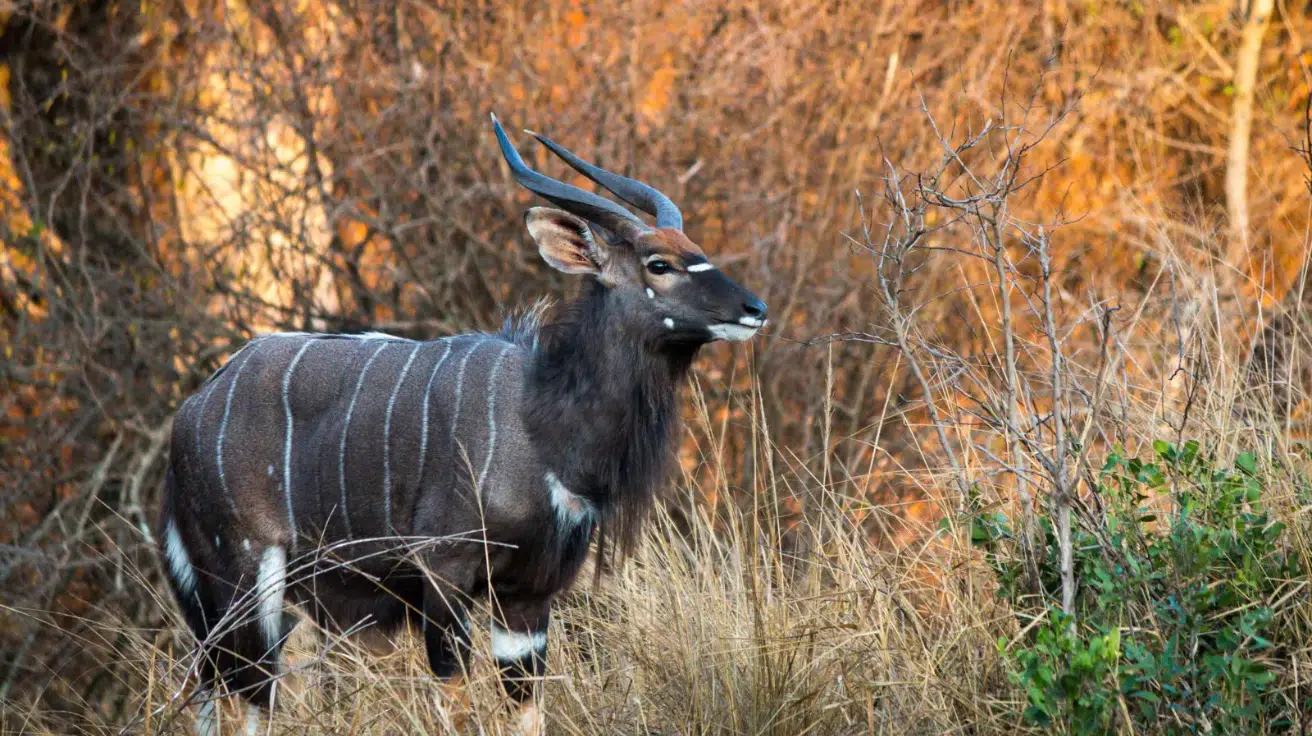 Nyala