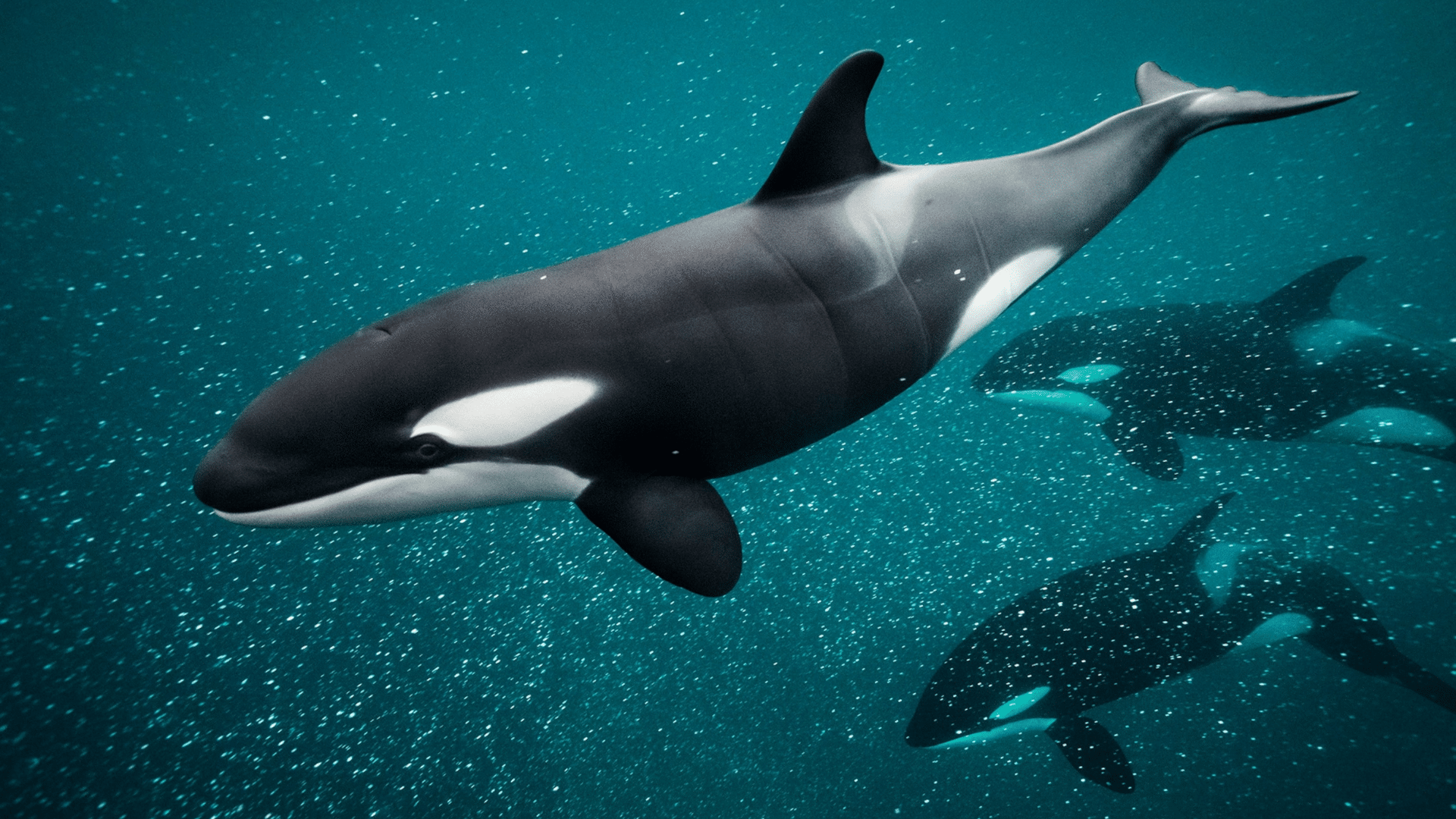 Orca