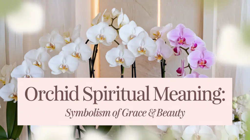 Orchid Spiritual Meaning