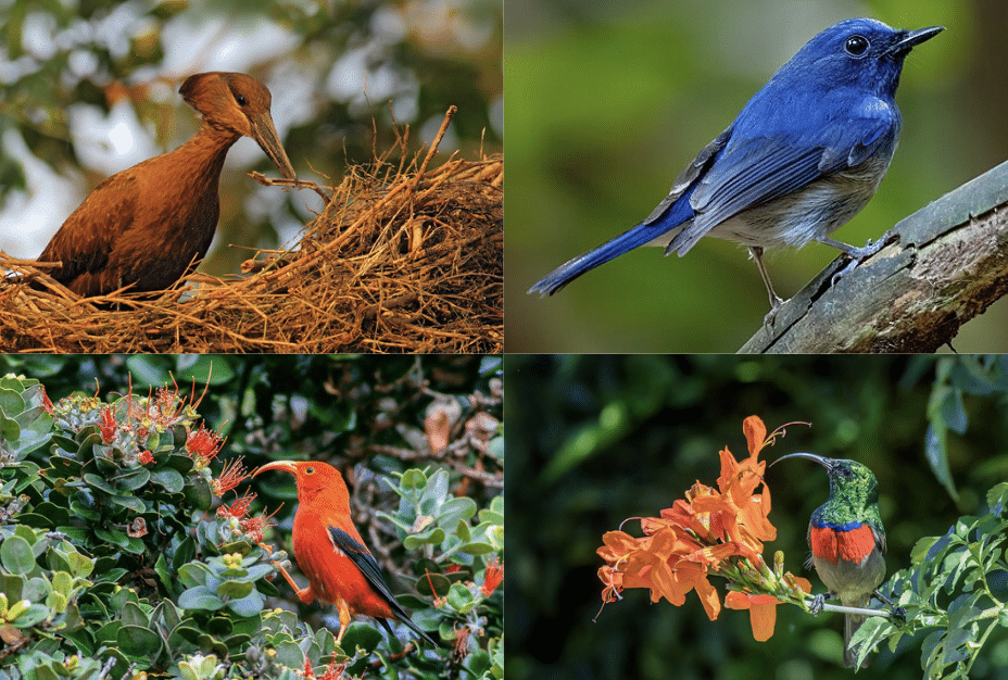 Other_Birds_that_Start_with_H_to_Look_Out_For