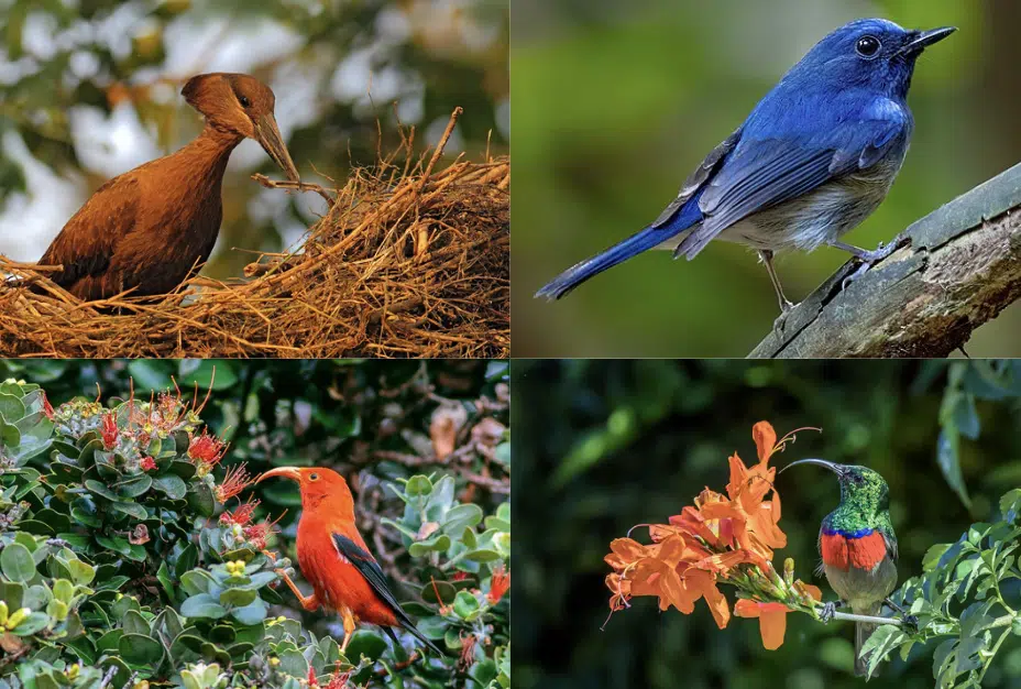 Other_Birds_that_Start_with_H_to_Look_Out_For