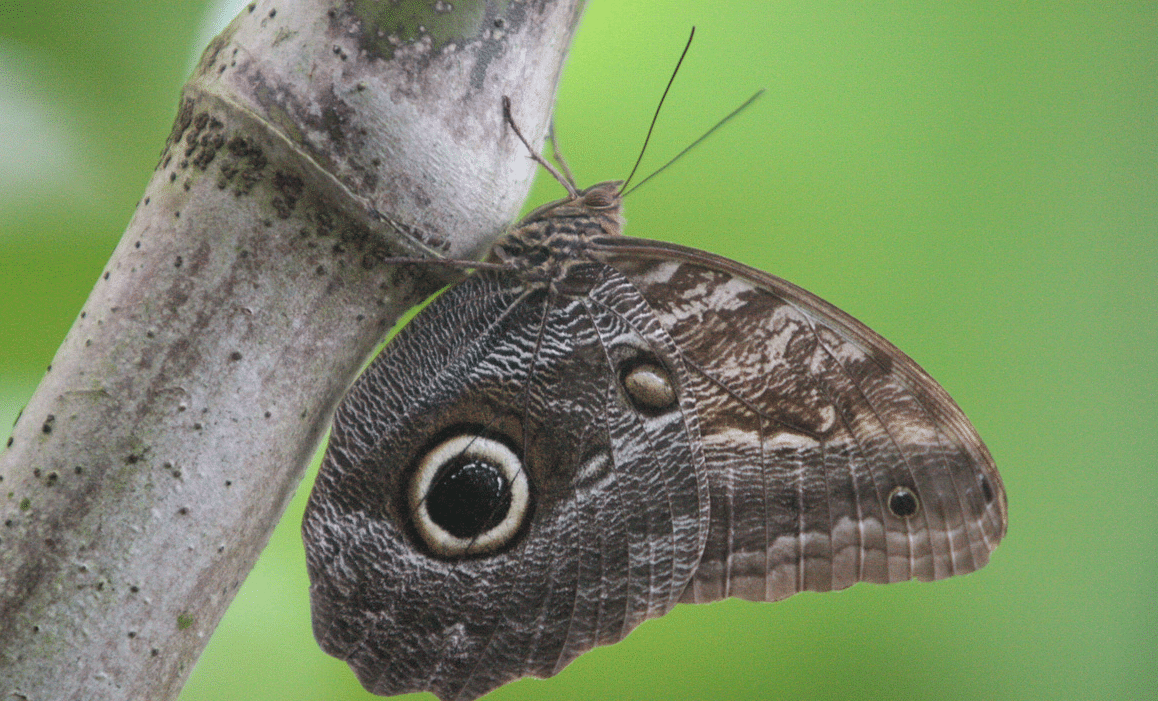 Owl_Butterfly