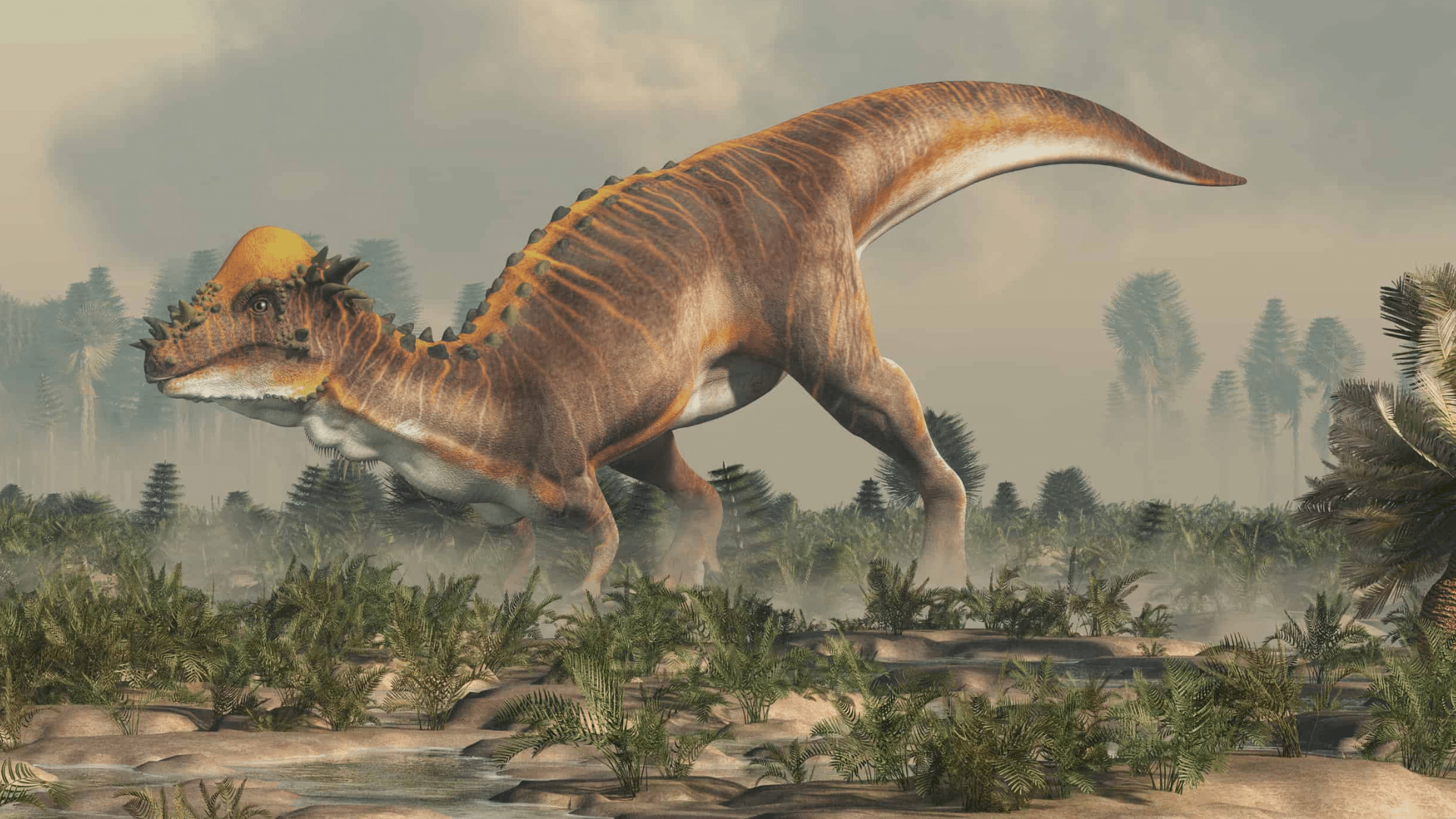 Pachycephalosaurus