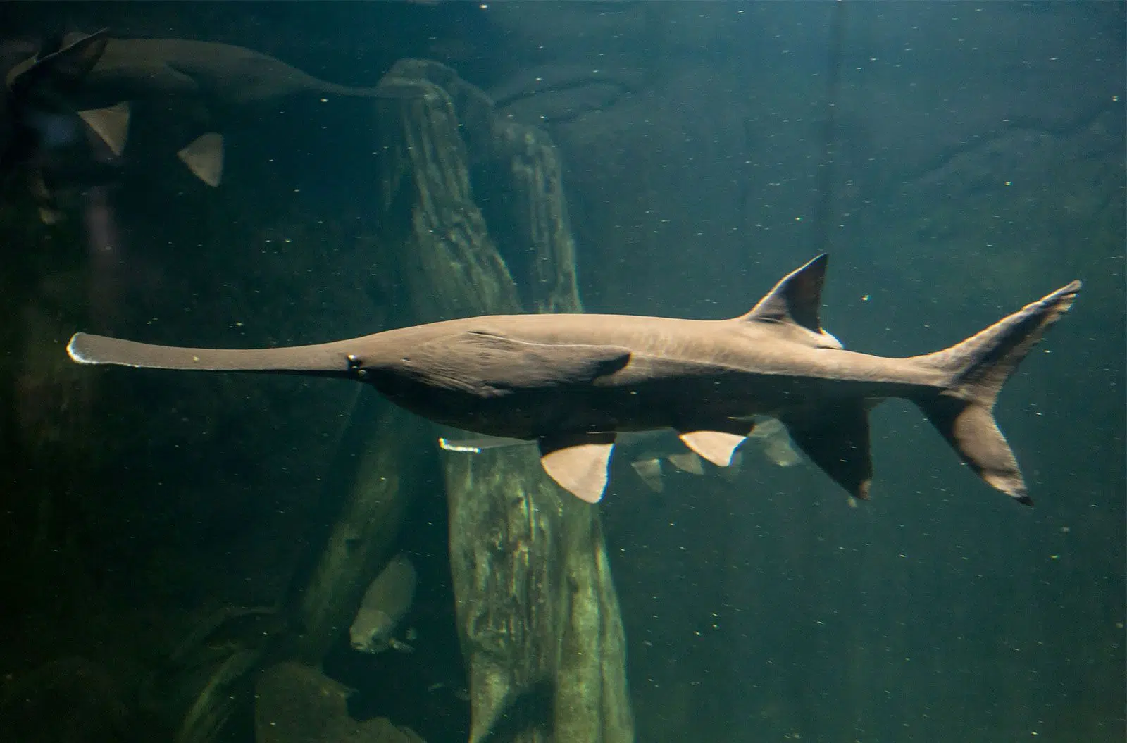 Paddlefish