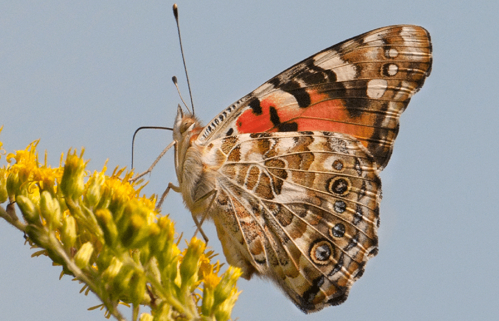 Painted_Lady