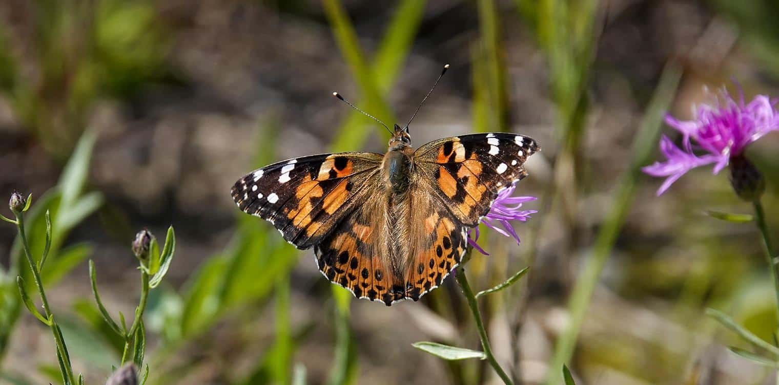 Painted_Lady_Butterfly_Vanessa_Cardui