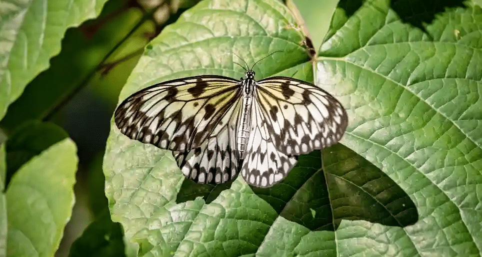 Paper_Kite