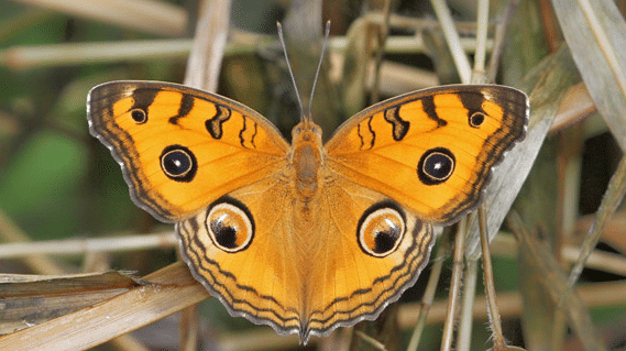Peacock_Pansy
