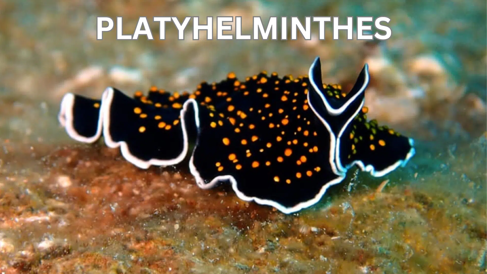 Platyhelminthes