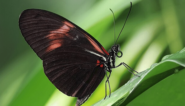 Postman_Butterfly