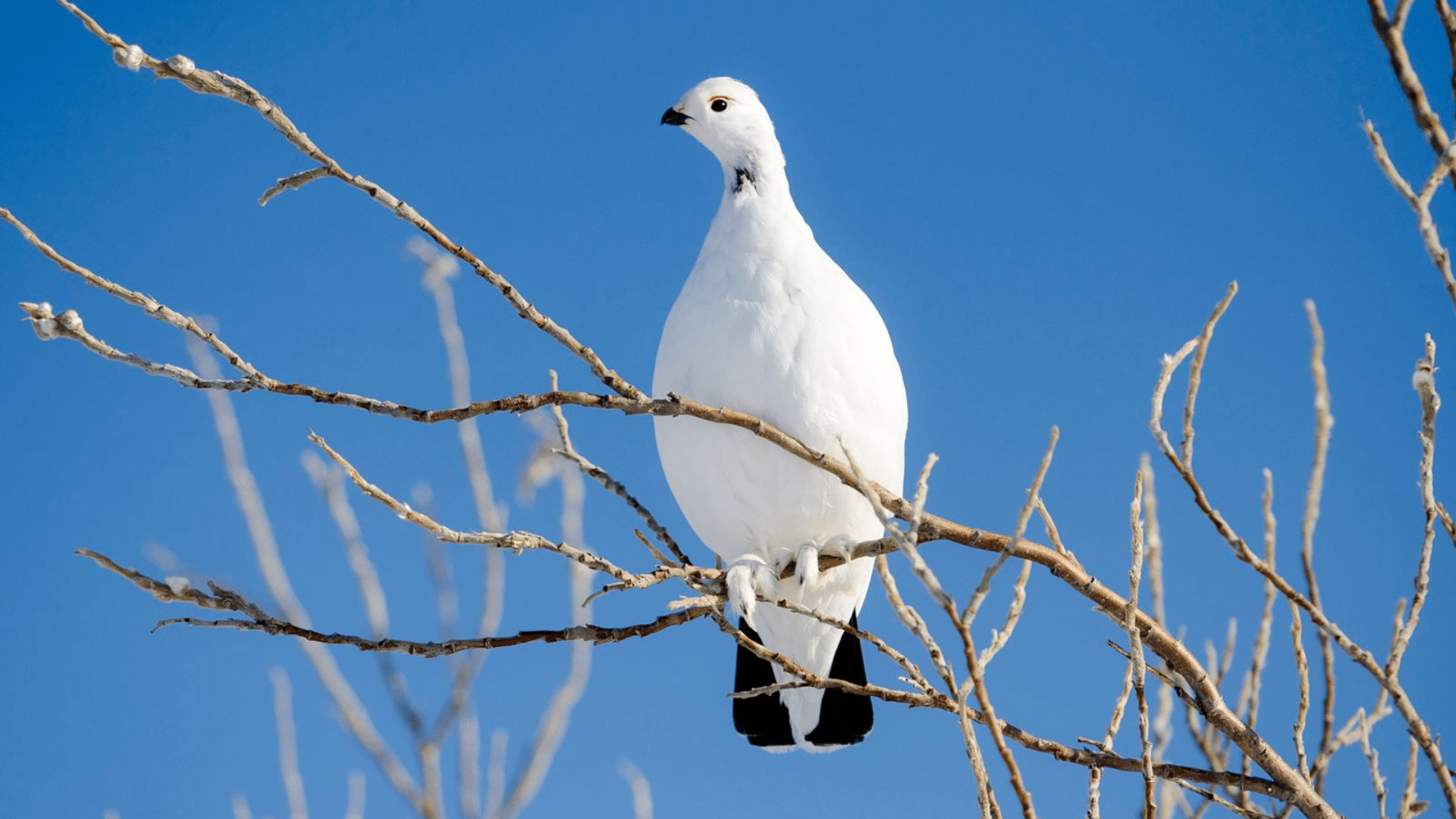 Ptarmigan