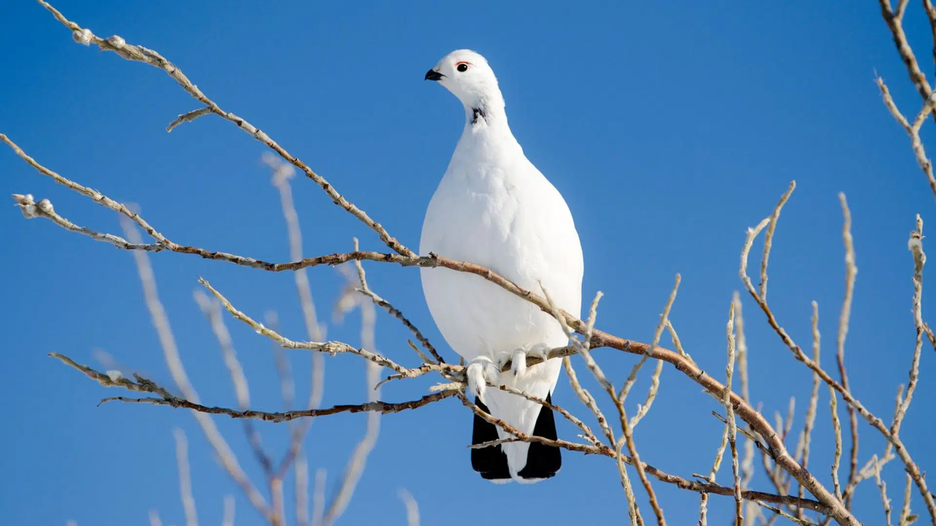 Ptarmigan
