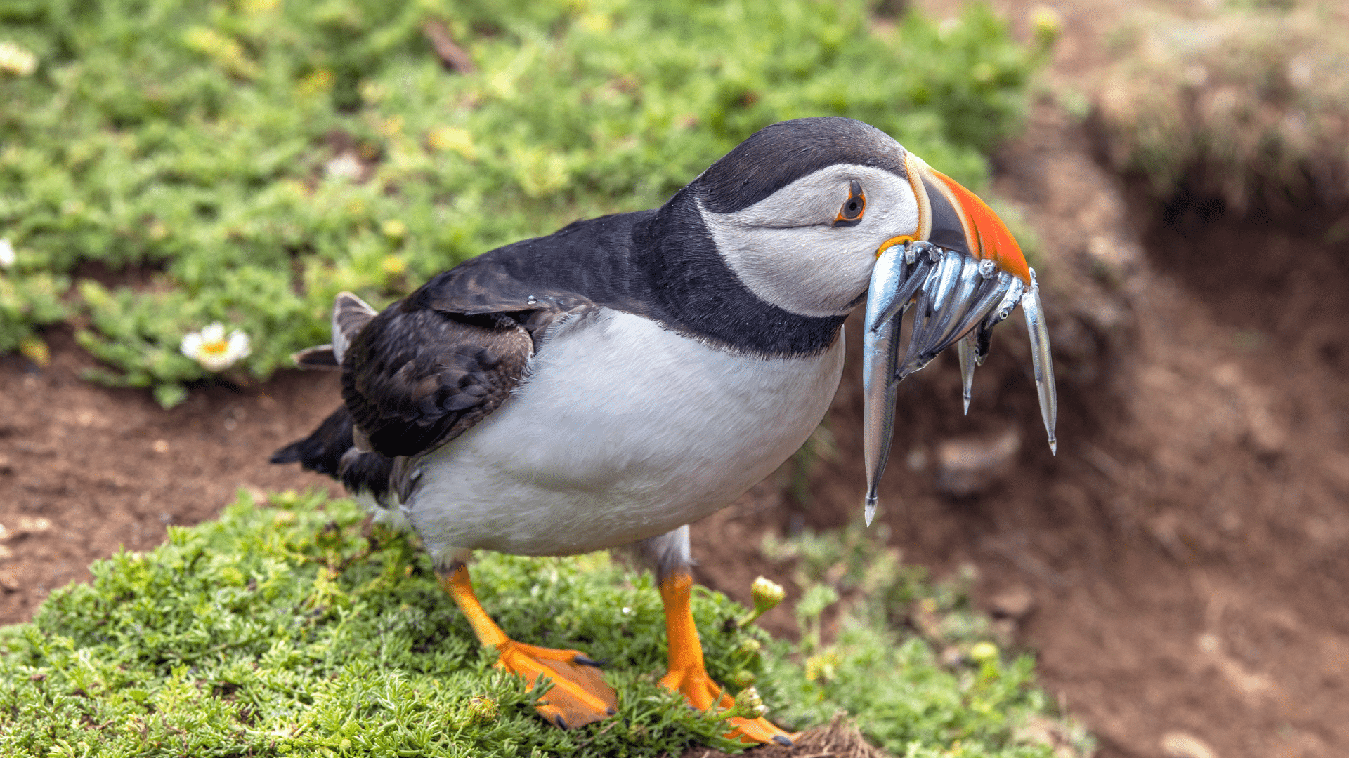 Puffin