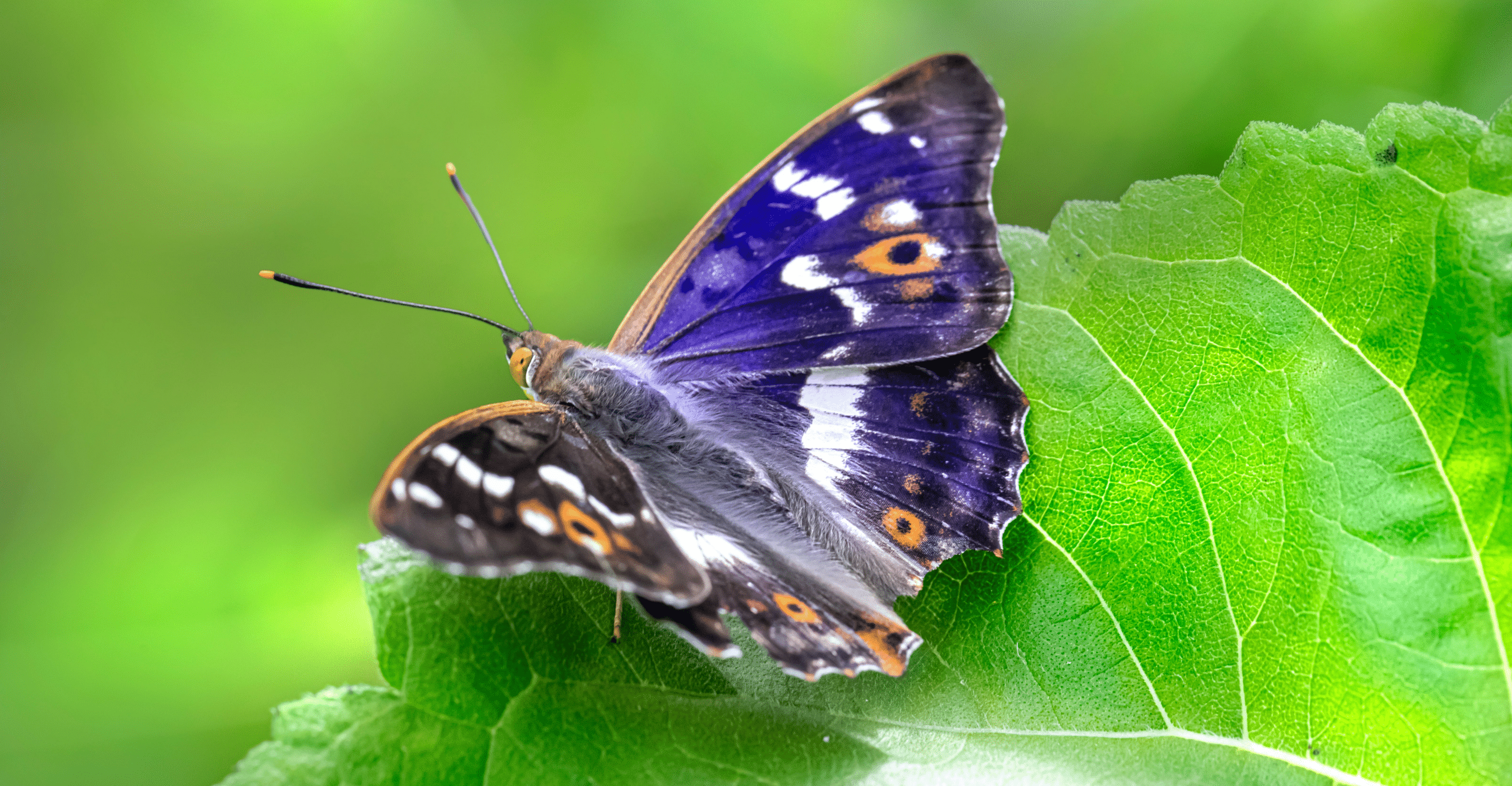 Purple_Emperor