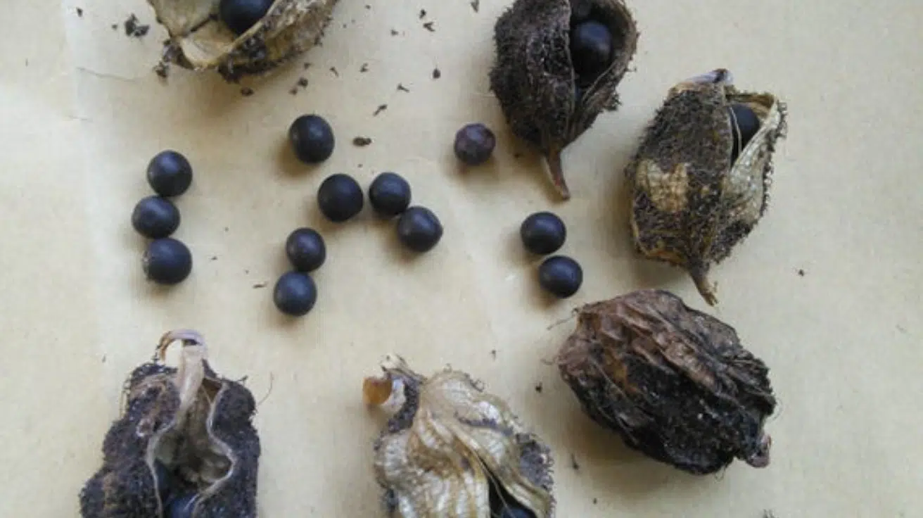 Queensland_Arrowroot