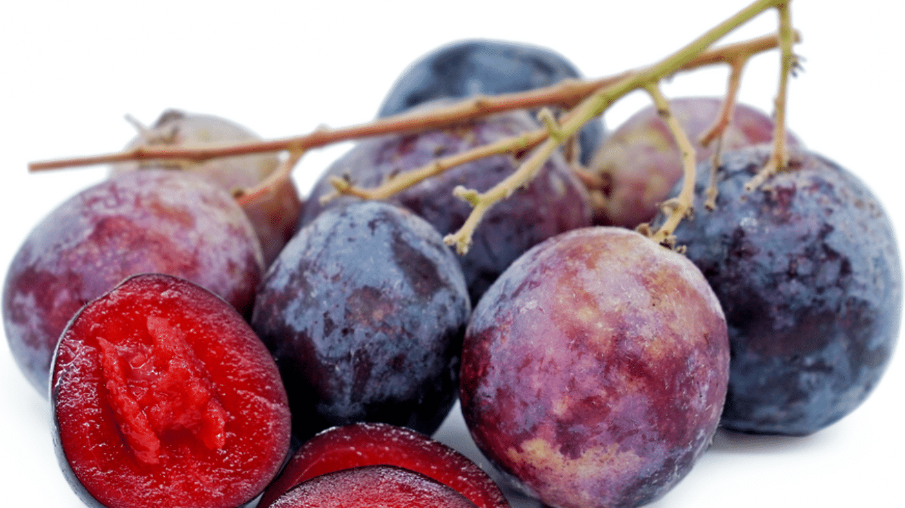 Queensland_Davidsons_Plum