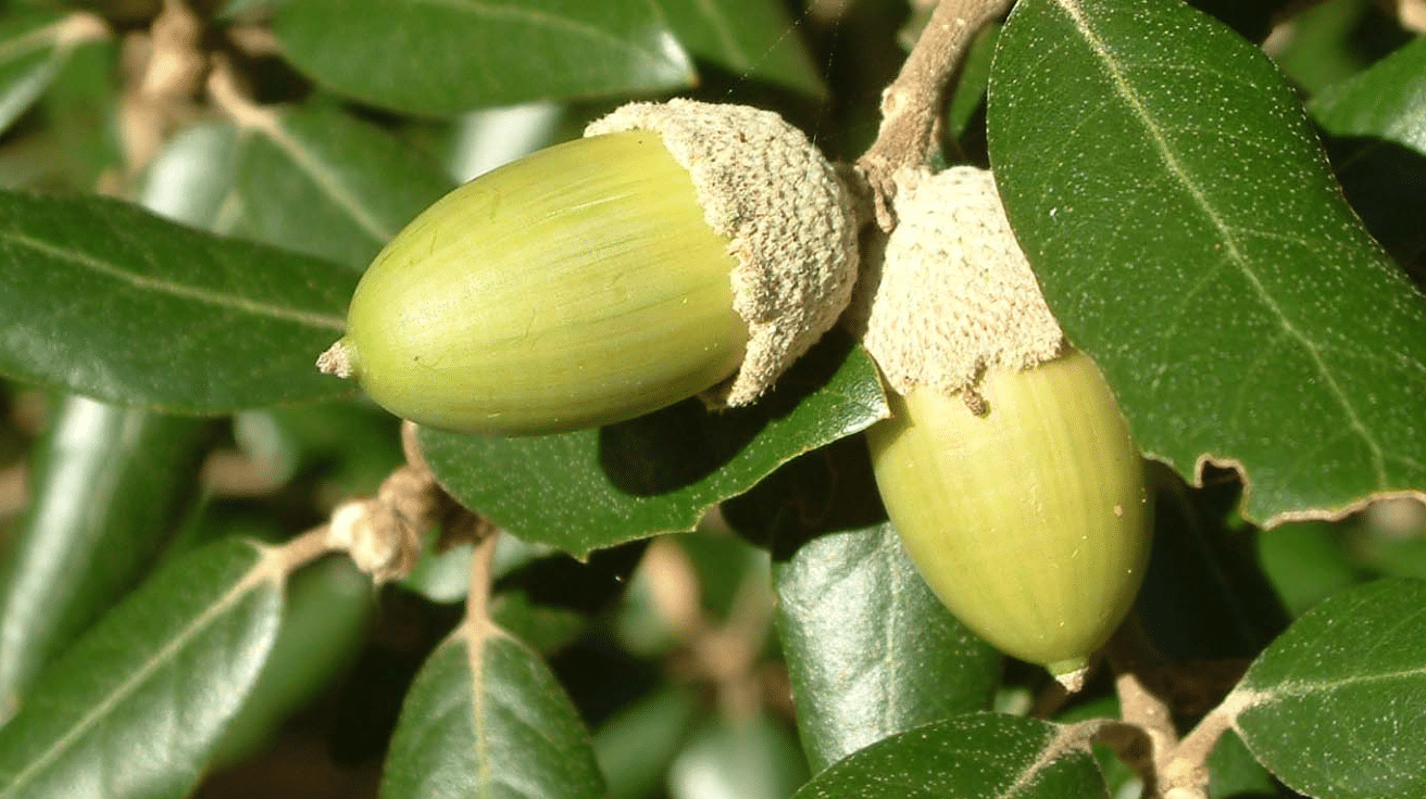 Quercus_Ilex_Acorn