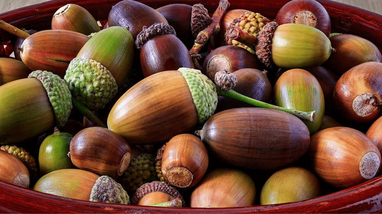 Quercus_Oak_Acorn