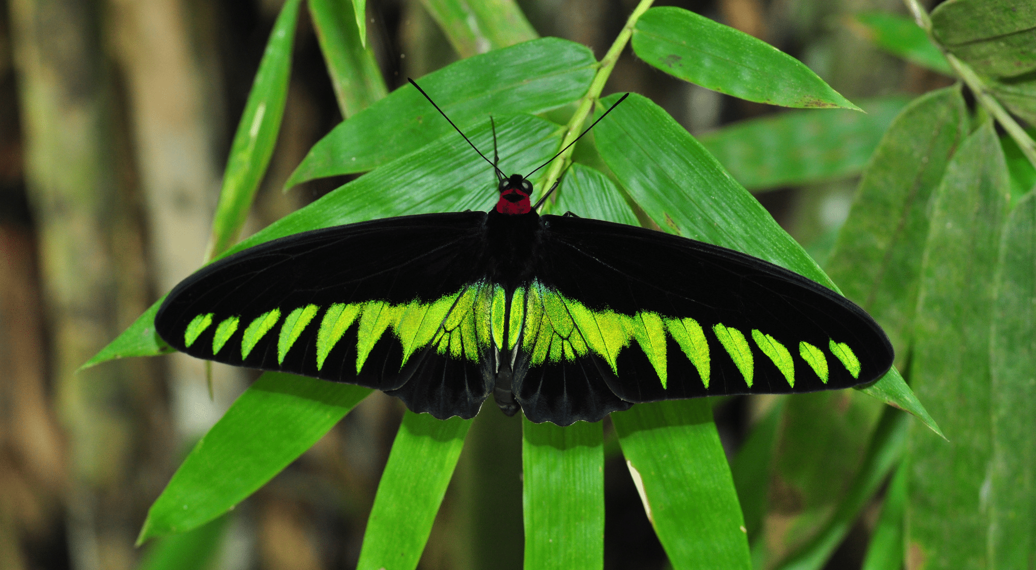 Rajah_Brookes_Birdwing