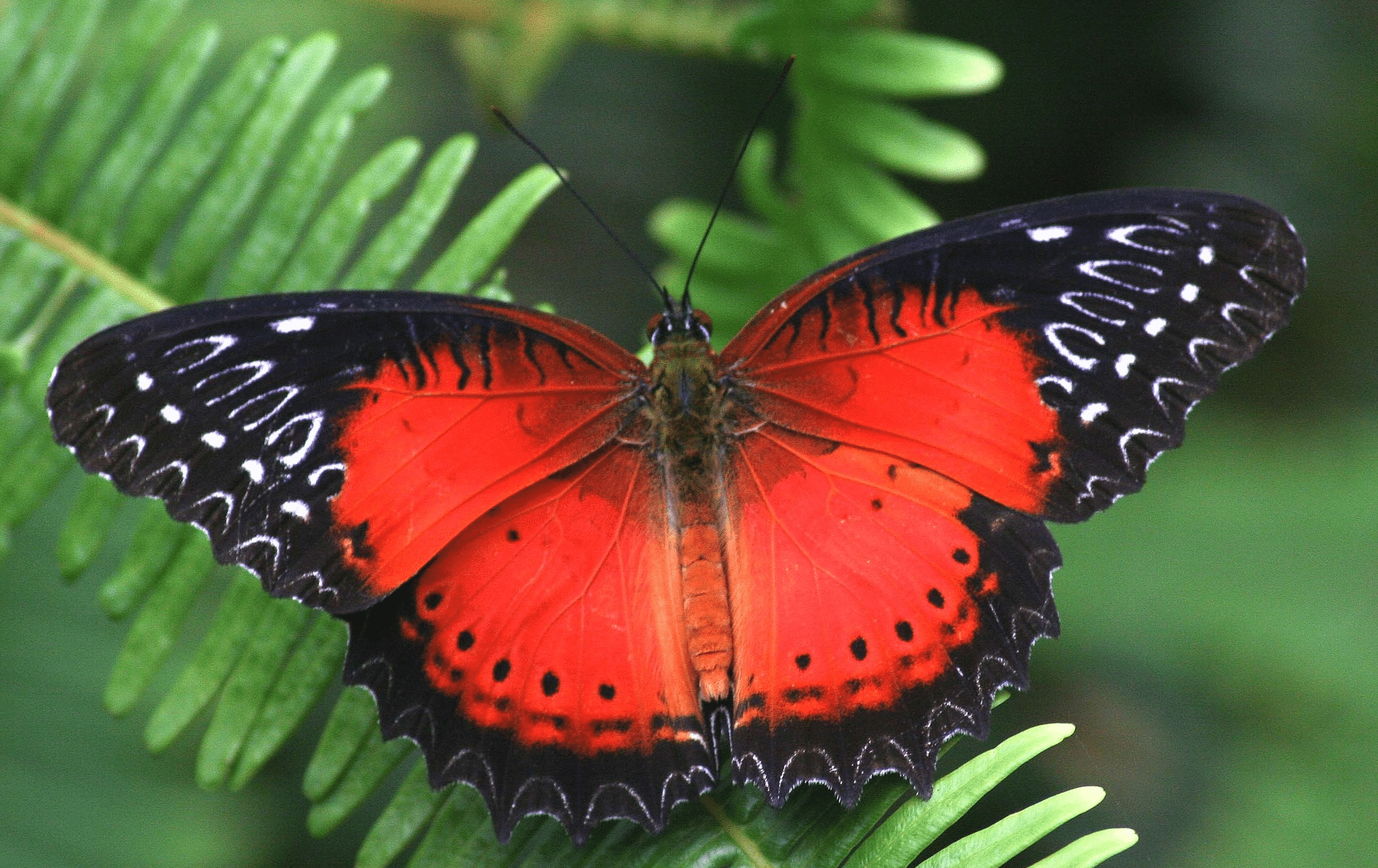 Red_Lacewing