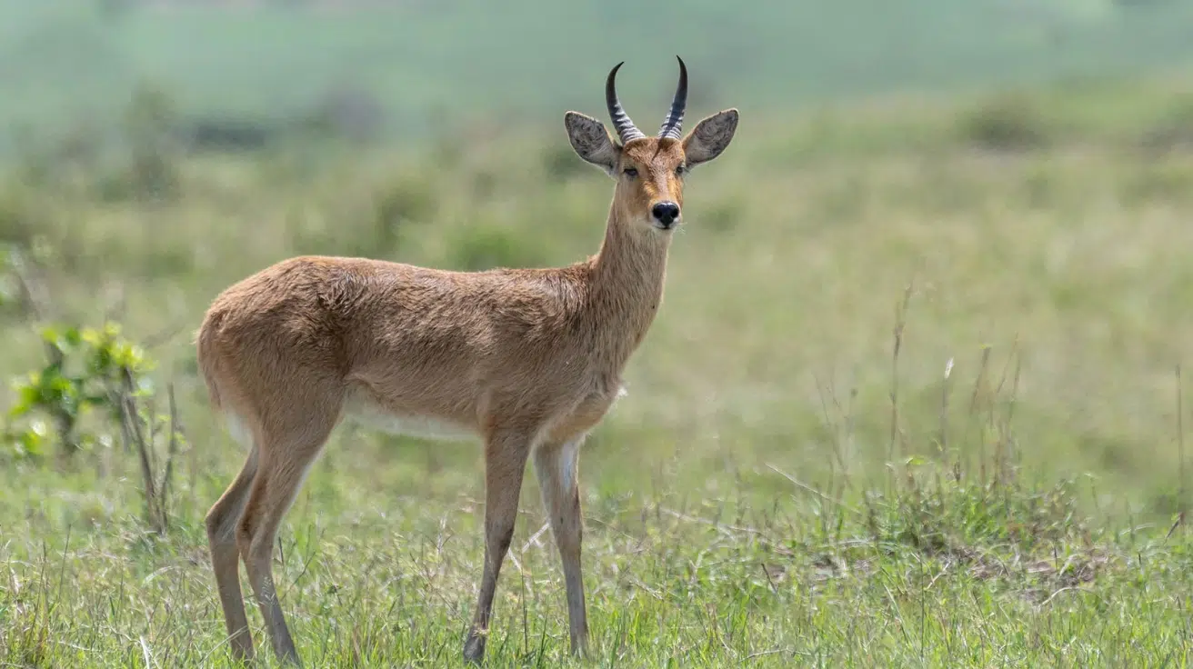 Reedbuck