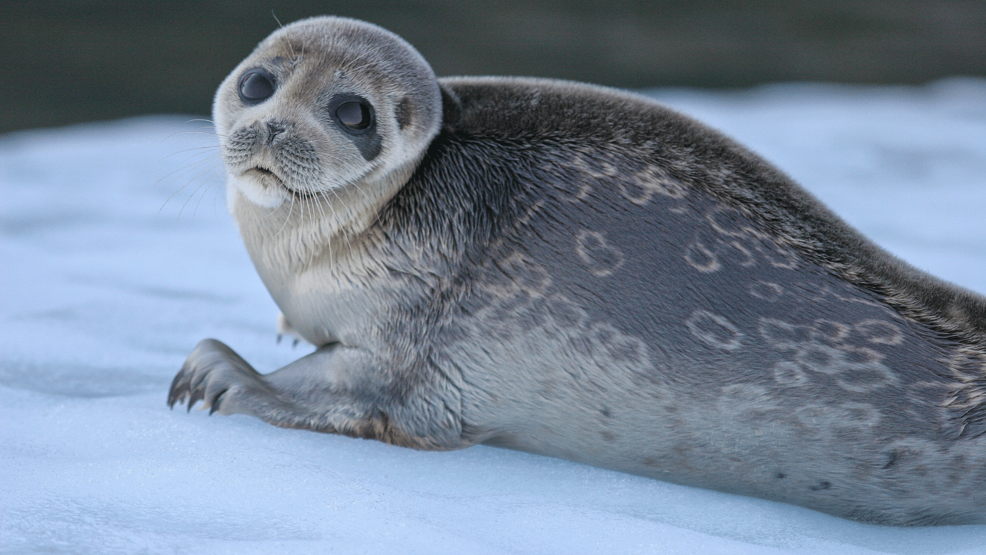 Ringed_Seal