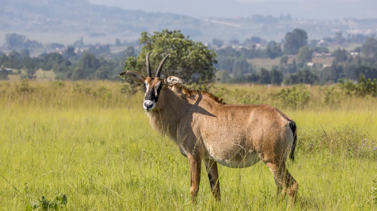 Roan_Antelope