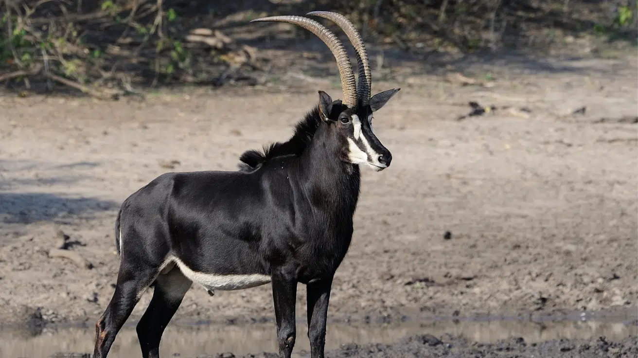 Sable_Antelope