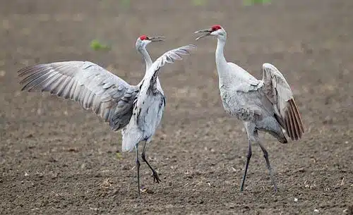 Sandhill_Cranes_Antigone_canadensis