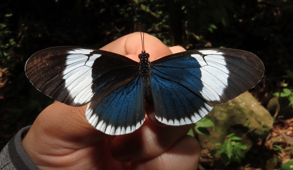 Sapho_Longwing