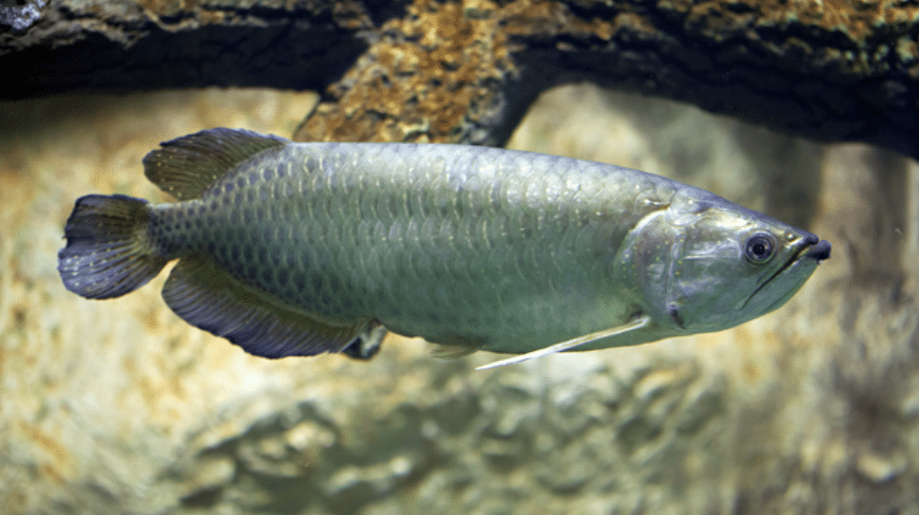 Saratoga_Fish