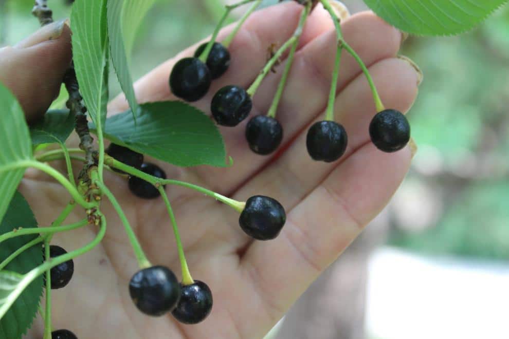Sargenti_Cherry