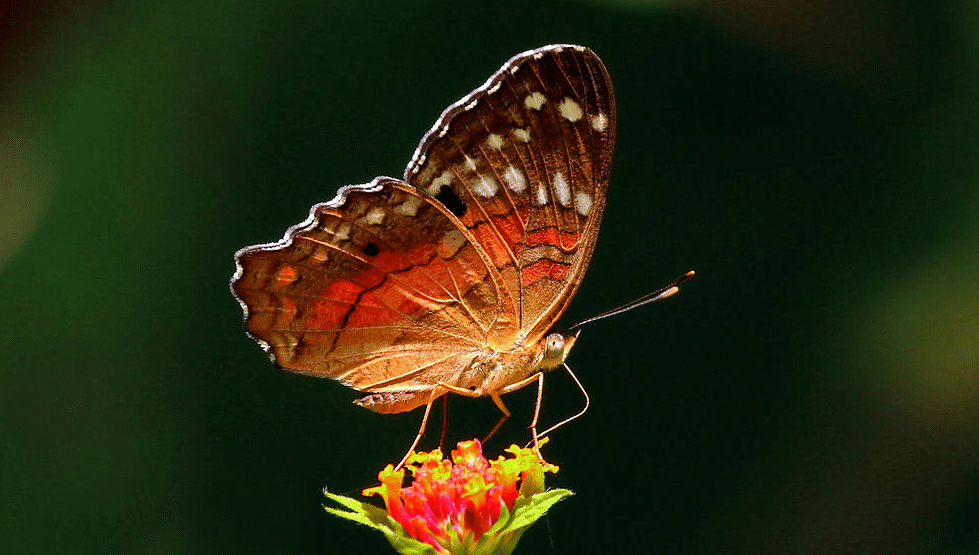 Scarlet_Peacock