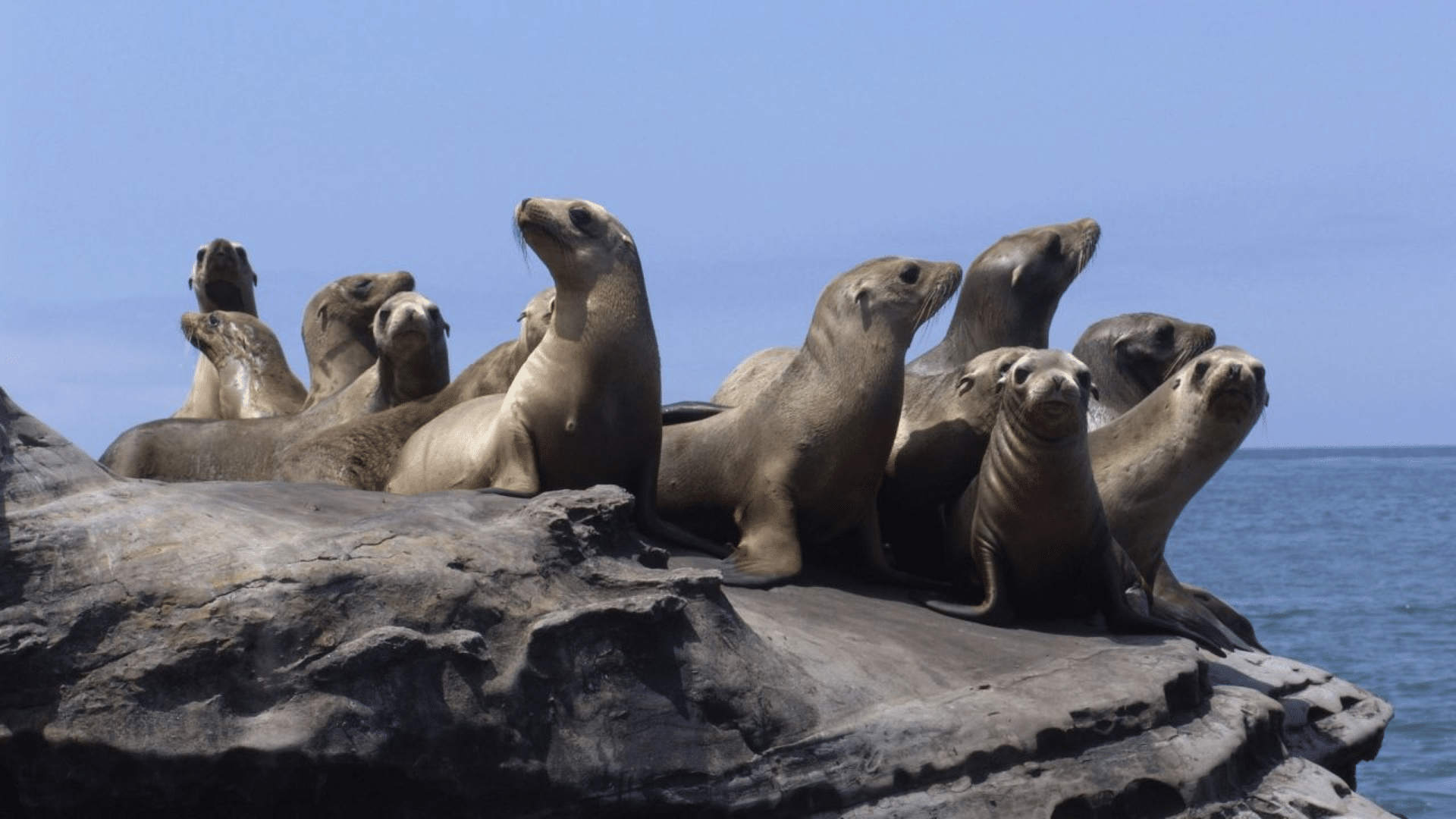 Seals