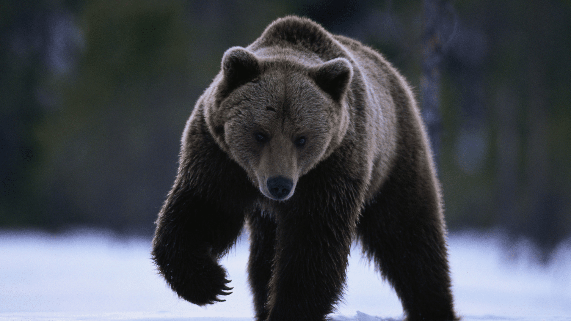 Siberian_Brown_Bear