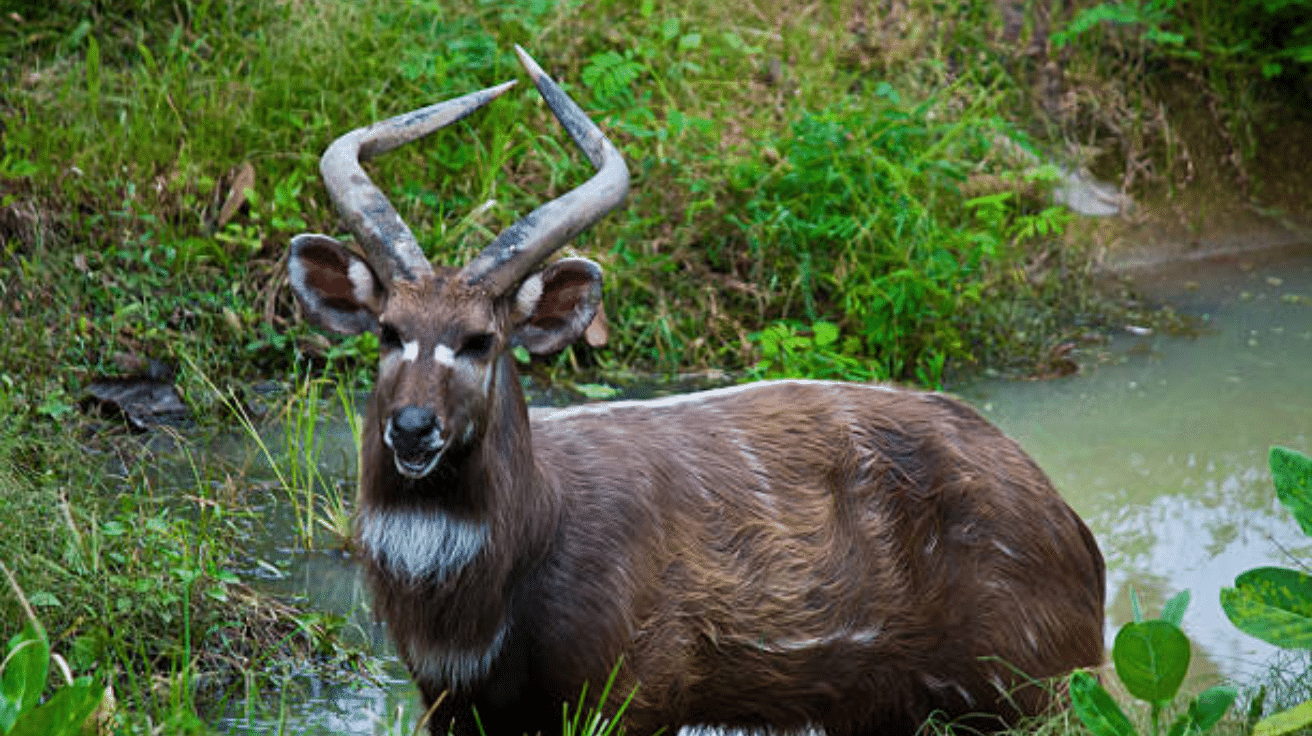 Sitatunga