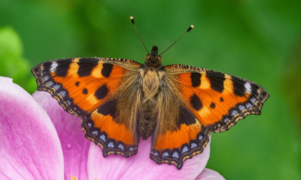 Small_Tortoiseshell